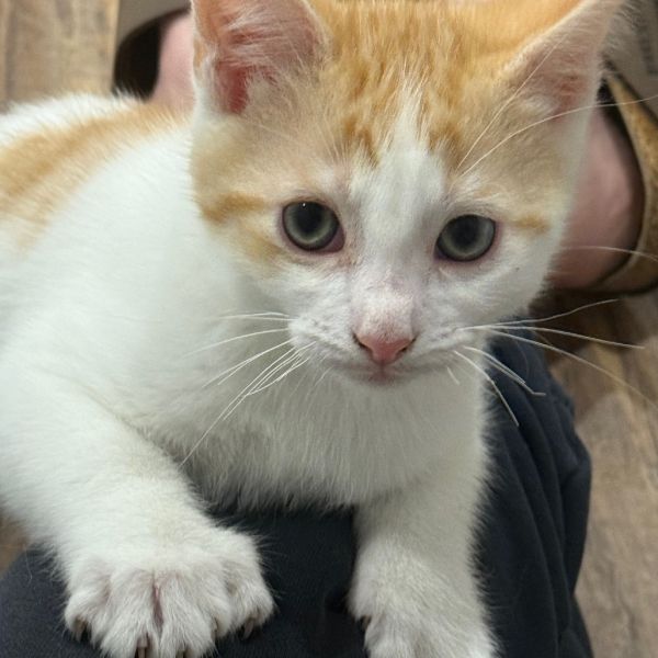 Pet Image