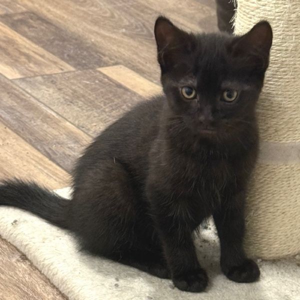Pet Image