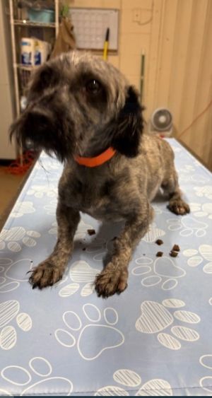 Flash, Adult Male Havanese