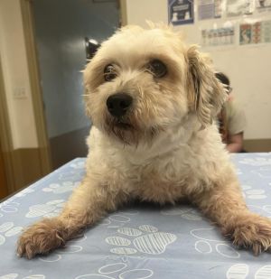 Glory, Adult Female Lhasa Apso