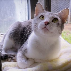 Misti May, Adult Female Domestic Short Hair