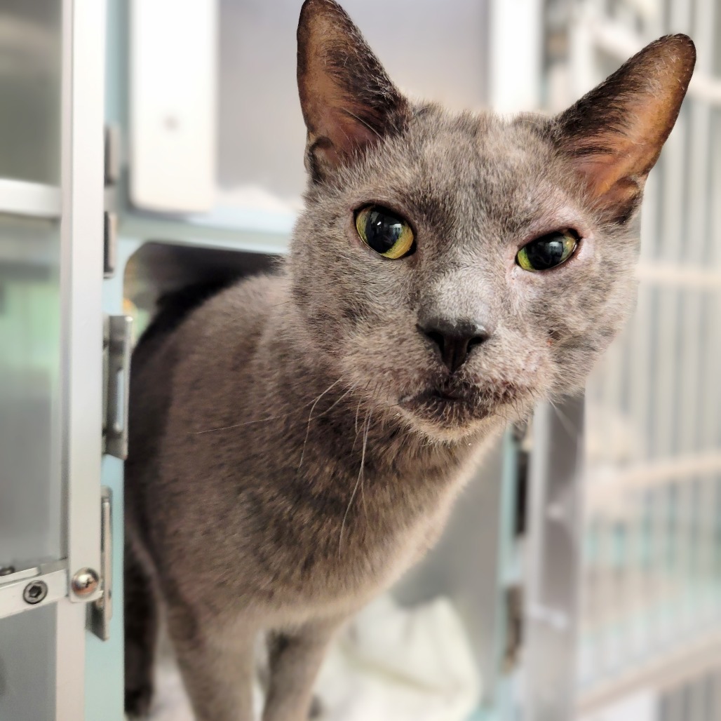 Little Man, an adoptable Domestic Short Hair in Glenwood Springs, CO, 81601 | Photo Image 1