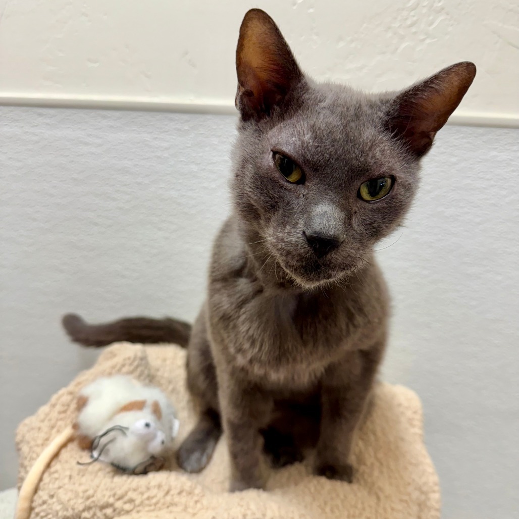 Little Man, an adoptable Domestic Short Hair in Glenwood Springs, CO, 81601 | Photo Image 1