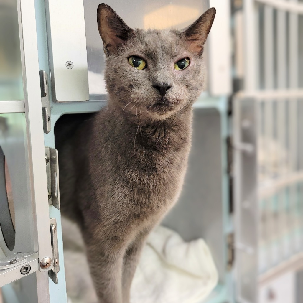 Little Man, an adoptable Domestic Short Hair in Glenwood Springs, CO, 81601 | Photo Image 2