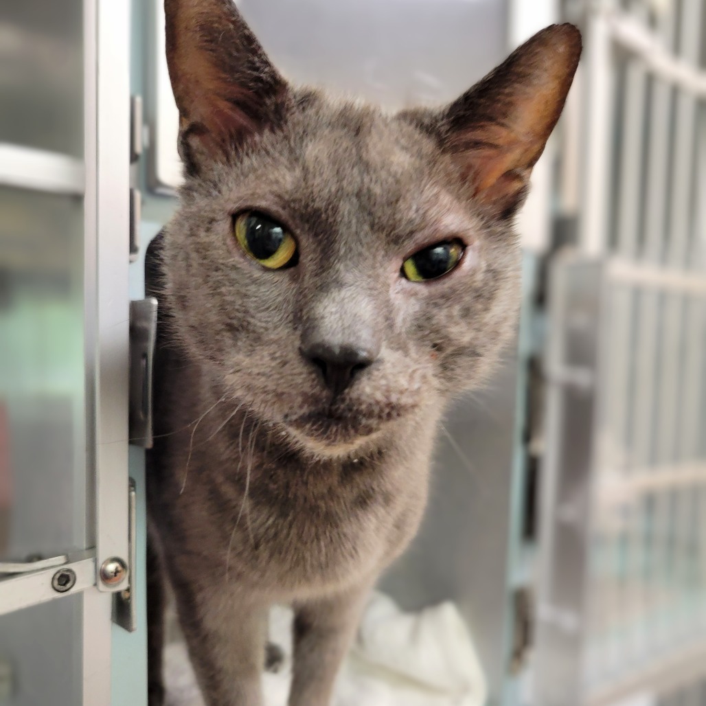 Little Man, an adoptable Domestic Short Hair in Glenwood Springs, CO, 81601 | Photo Image 4