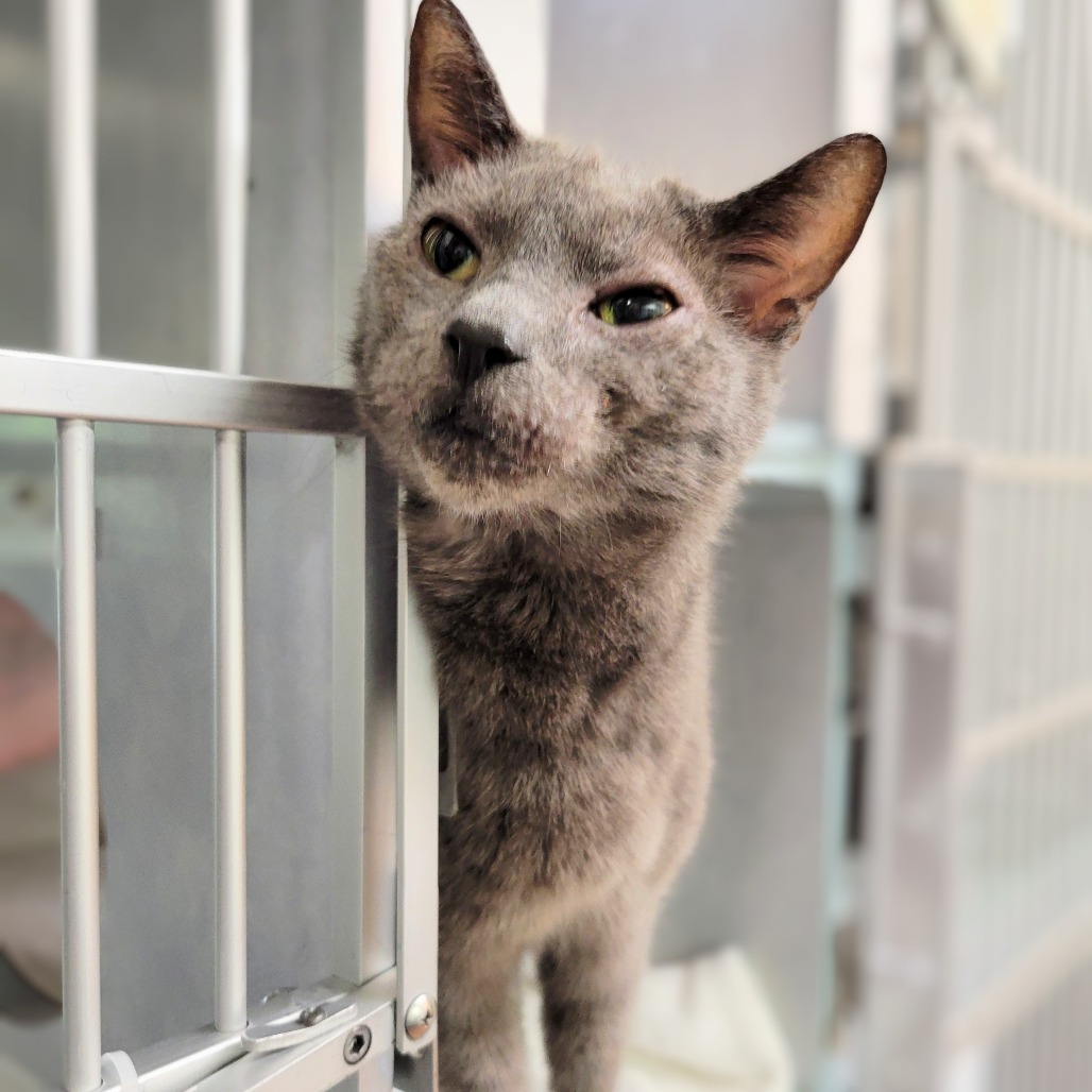 Little Man, an adoptable Domestic Short Hair in Glenwood Springs, CO, 81601 | Photo Image 5