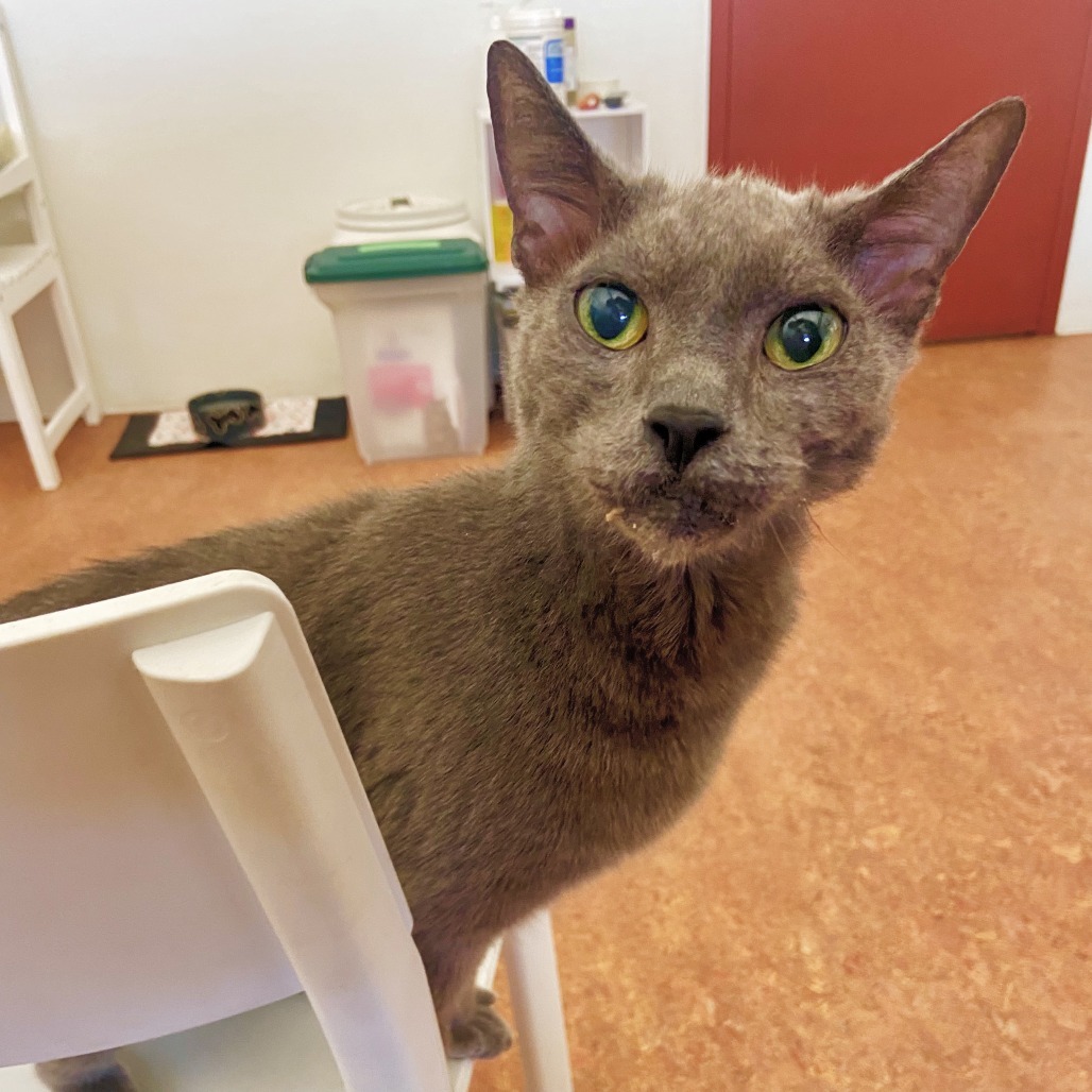 Little Man, an adoptable Domestic Short Hair in Glenwood Springs, CO, 81601 | Photo Image 5