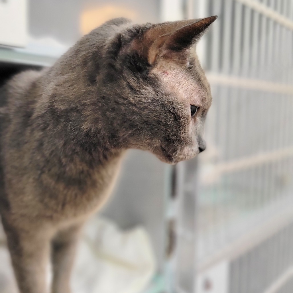 Little Man, an adoptable Domestic Short Hair in Glenwood Springs, CO, 81601 | Photo Image 6