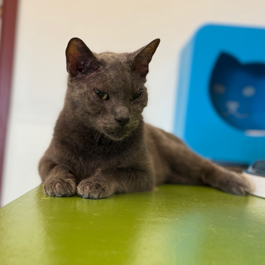 Little Man, an adoptable Domestic Short Hair in Glenwood Springs, CO, 81601 | Photo Image 6