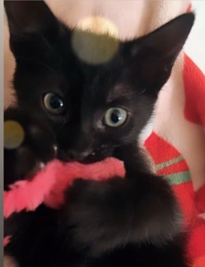 King Kong 4702, Baby Male Domestic Short Hair