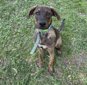 Diamond Plott Hound Dog