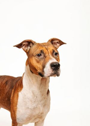 Penny is a dog with a bright and shiny personality She can be described as attentive easygoing fr