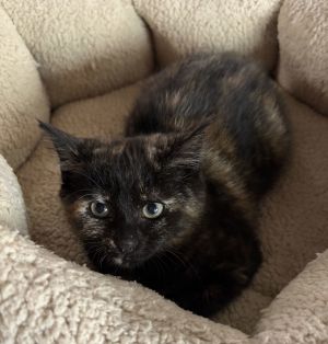 Brie, Young Female Domestic Short Hair