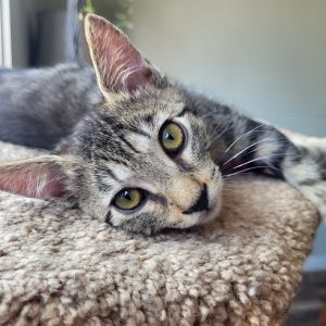 Capricola, Baby Female Domestic Short Hair