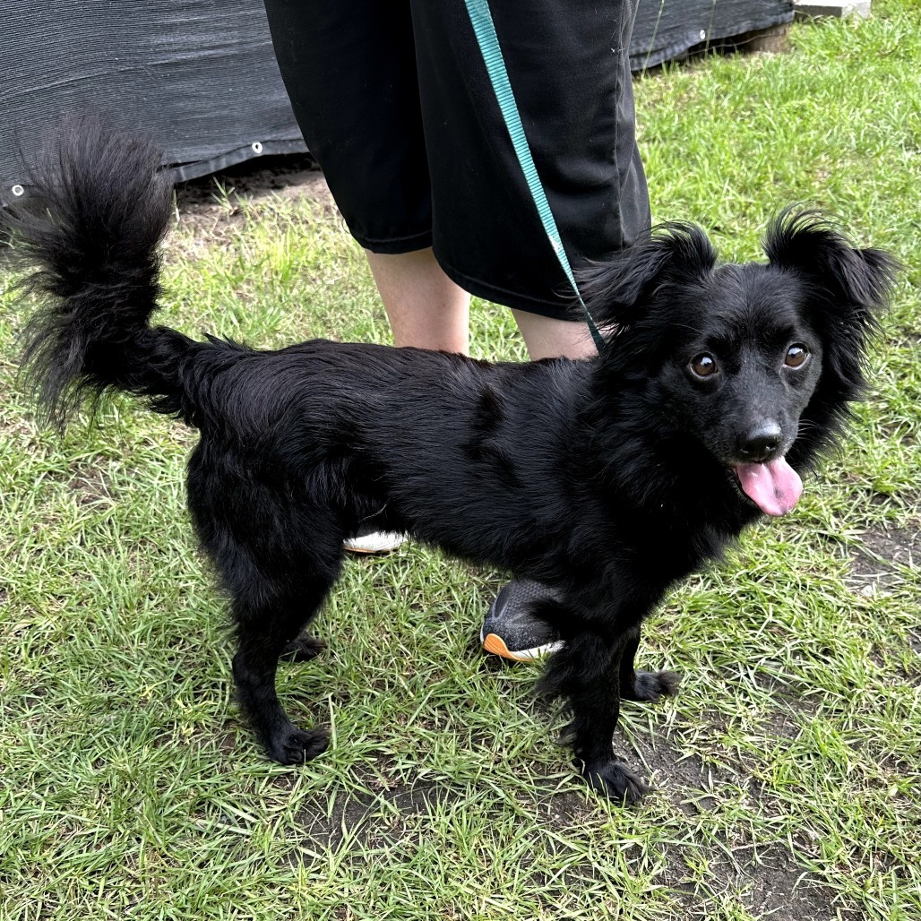 Leon, an adoptable Papillon in Hinesville, GA, 31313 | Photo Image 1