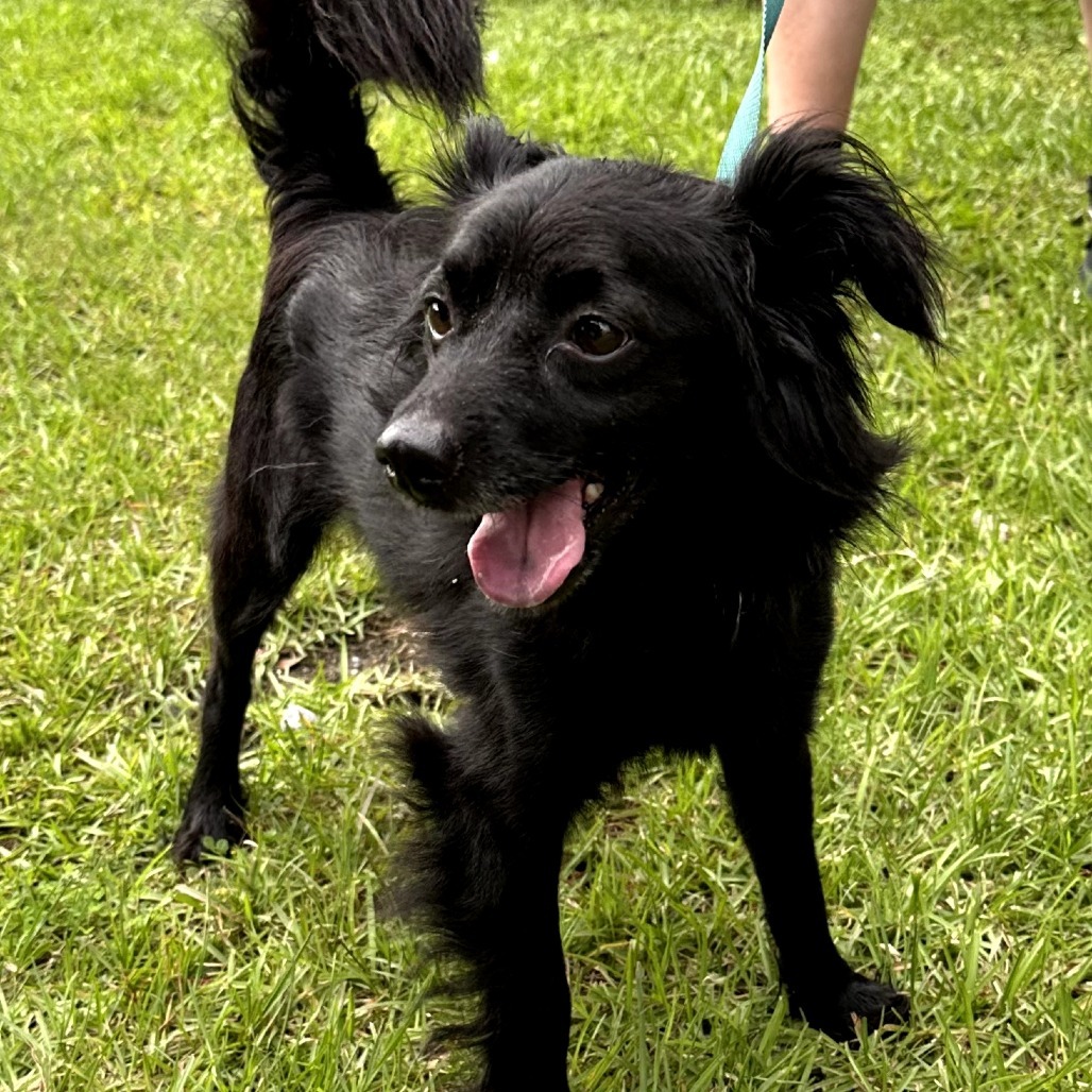 Leon, an adoptable Papillon in Hinesville, GA, 31313 | Photo Image 2