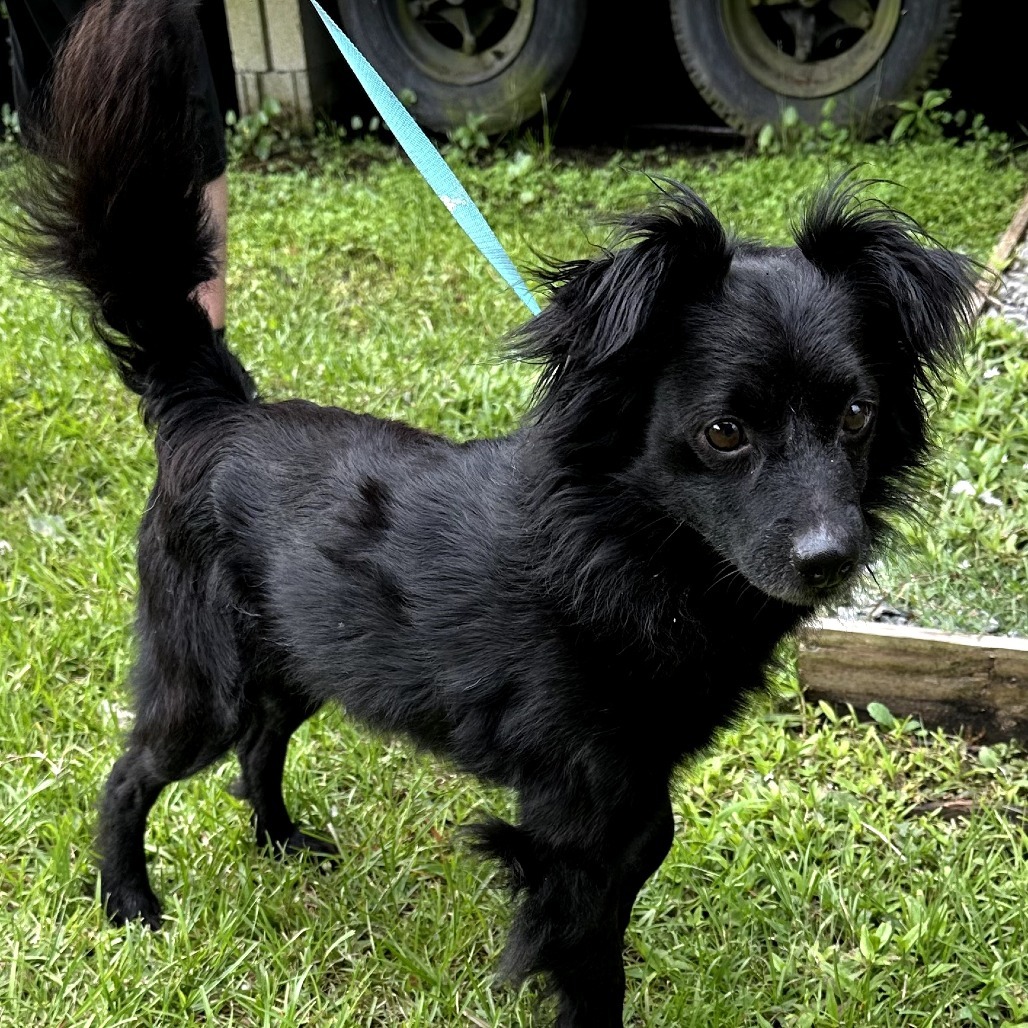 Leon, an adoptable Papillon in Hinesville, GA, 31313 | Photo Image 3