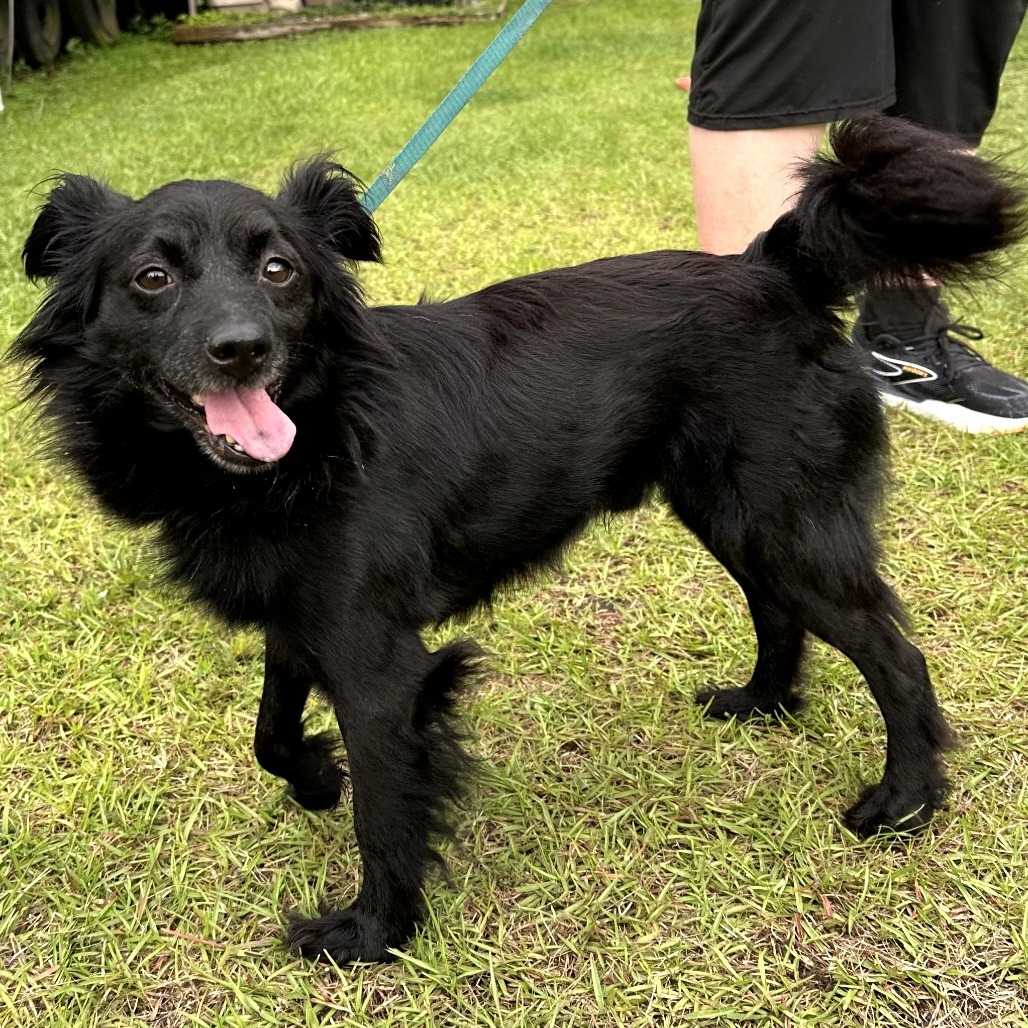 Leon, an adoptable Papillon in Hinesville, GA, 31313 | Photo Image 4