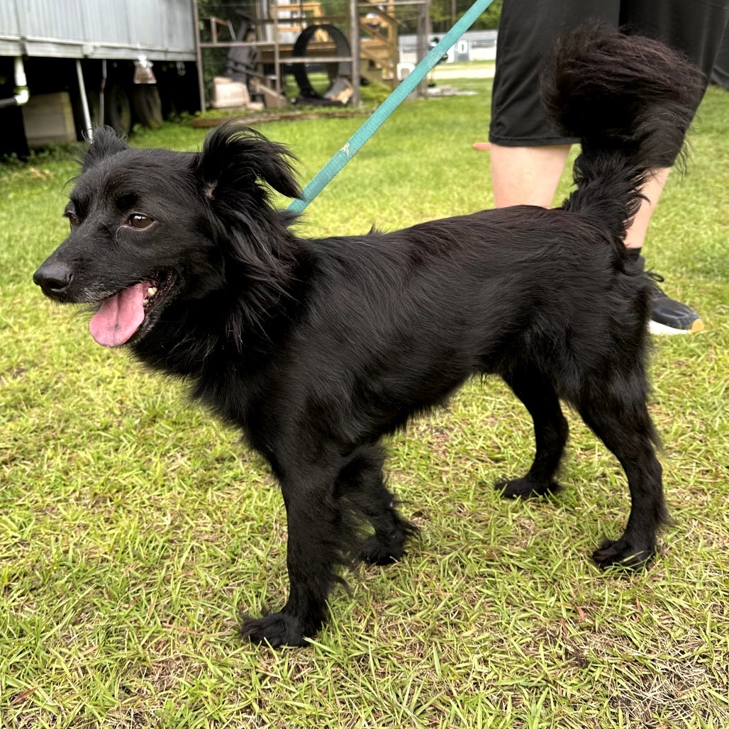 Leon, an adoptable Papillon in Hinesville, GA, 31313 | Photo Image 5