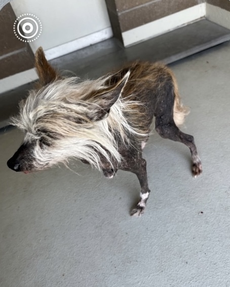 Lolli, an adoptable Chinese Crested Dog in Twin Falls, ID, 83301 | Photo Image 2