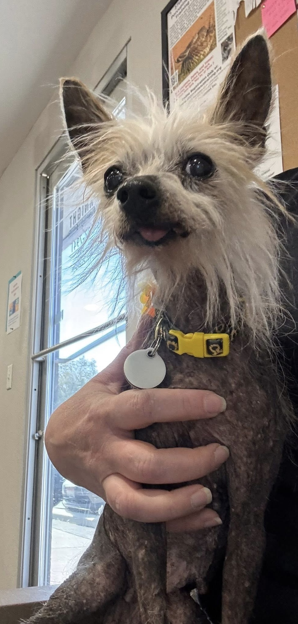 Lolli, an adoptable Chinese Crested Dog in Twin Falls, ID, 83301 | Photo Image 3