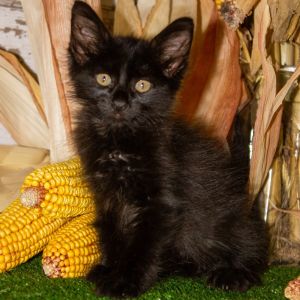 Midnight, Baby Female Domestic Long Hair