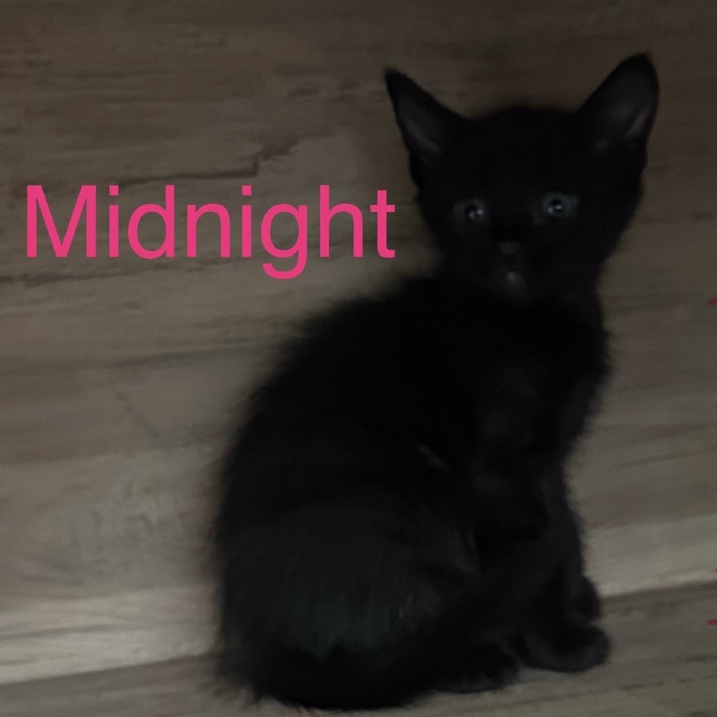 Midnight (Lacole foster)