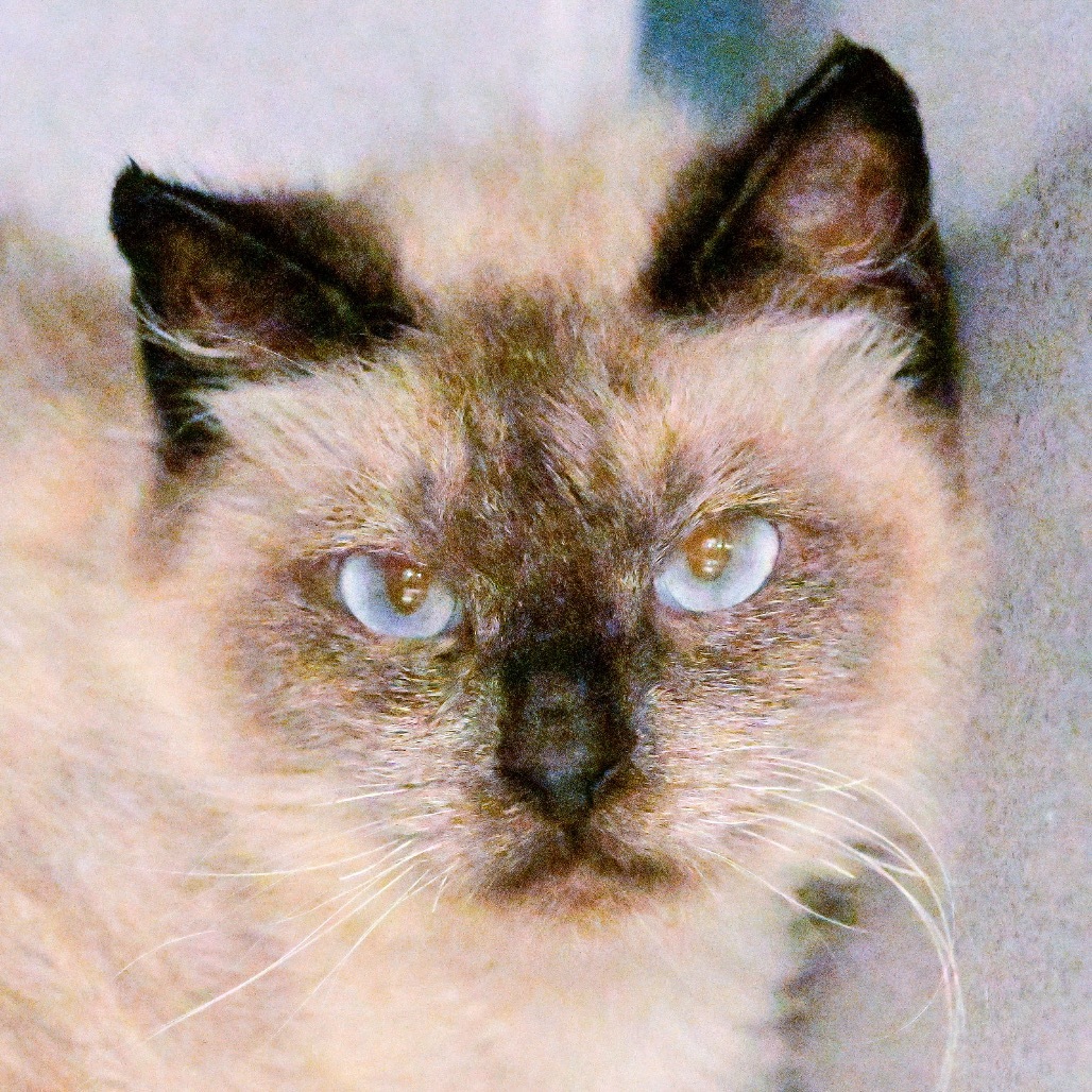 Clarabelle