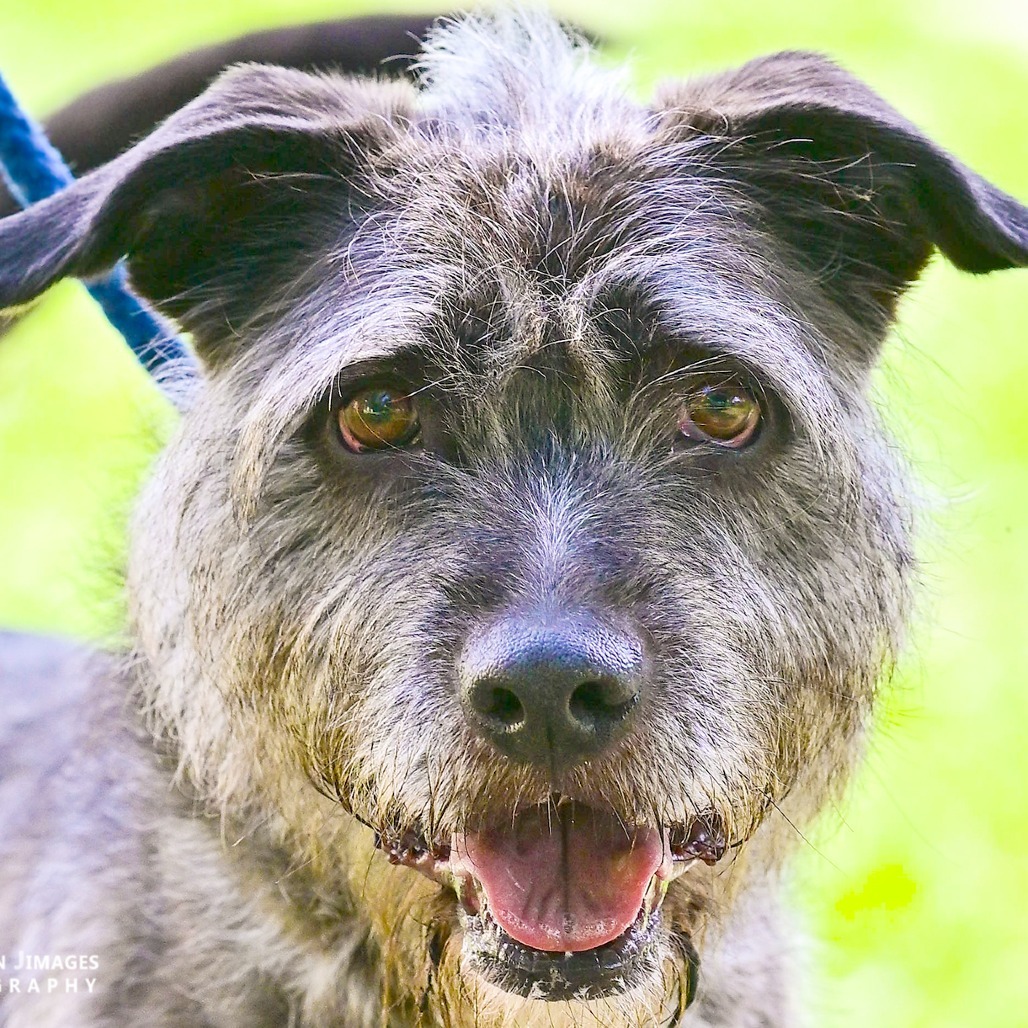 Winston