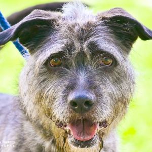 Winston, Adult Male Terrier