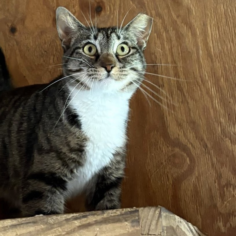 Mimi