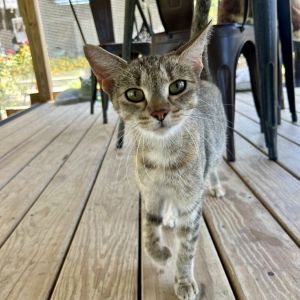 Sorbet, Young Female Domestic Short Hair