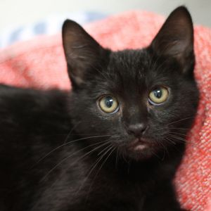 Valentino, Baby Male Domestic Short Hair