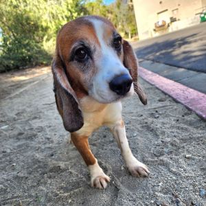 Clay - Chino Hills Location, Adult Male Beagle