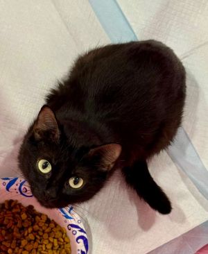 Starlight Domestic Short Hair Cat