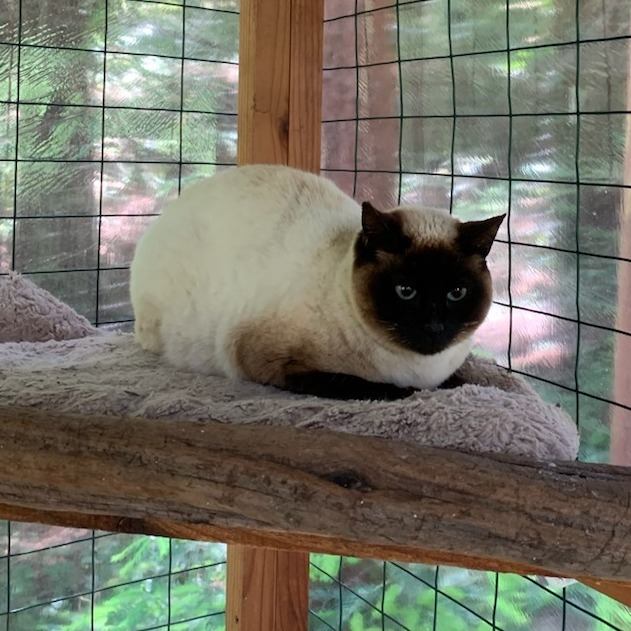 Sweet Pea