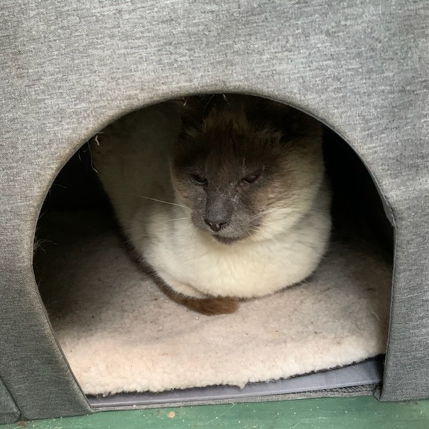 Big Boy