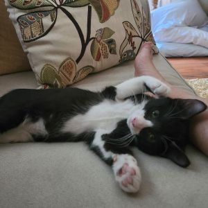 Pancake, Baby Male Domestic Short Hair