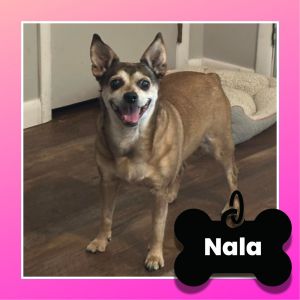 Nala, Senior Female Chihuahua