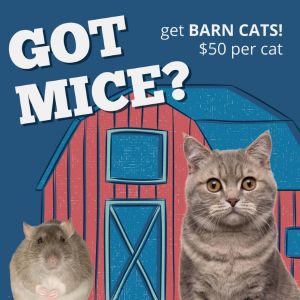 Wolverine Domestic Short Hair Cat