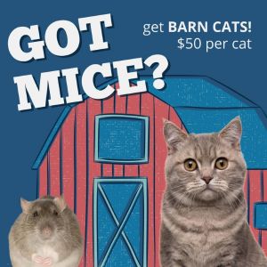 Stewart Mcdoobert Domestic Short Hair Cat