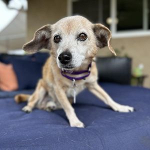 Bootleg, Senior Male Beagle