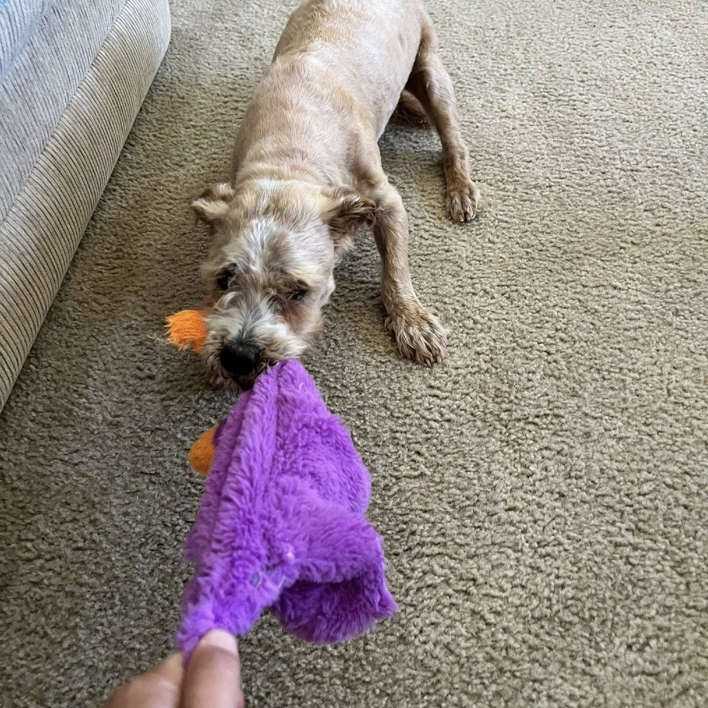 Poochie