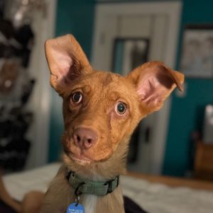 Elijah, Baby Male Shepherd