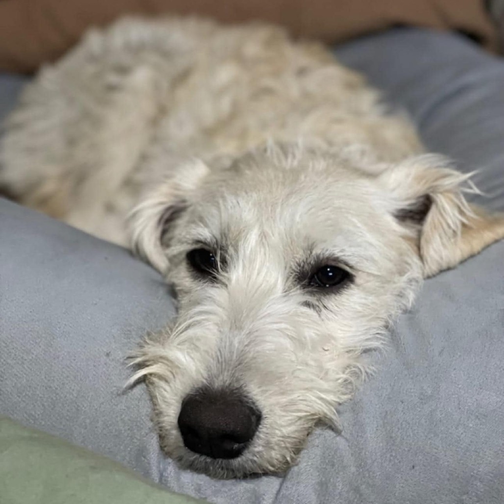 Sadie