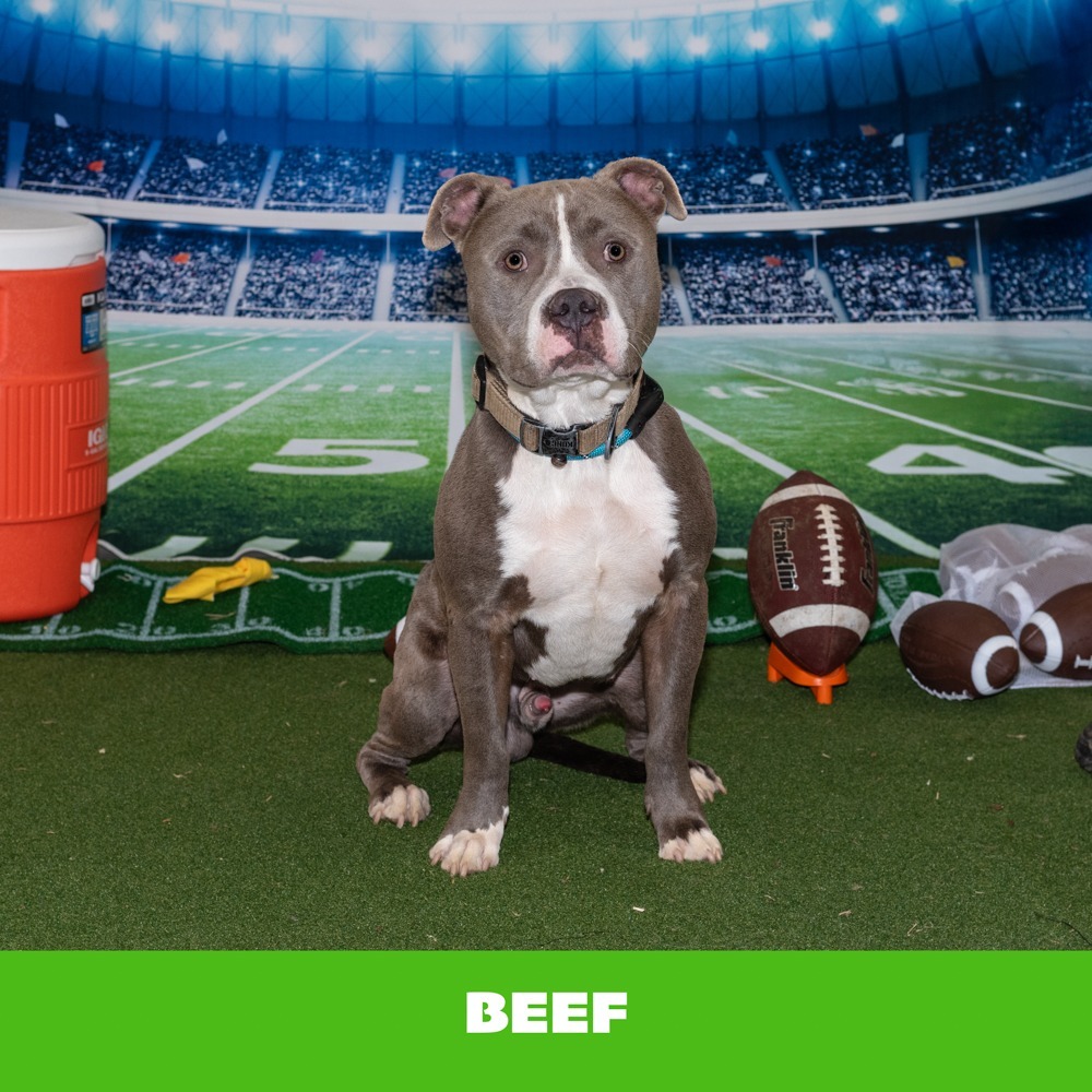 Beefaroni Photo