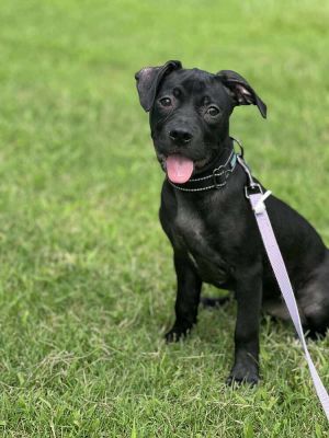 Paris, Baby Female Boxer