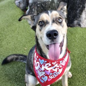 Obi, Adult Male Husky