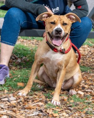 Bess, Adult Female Mixed Breed