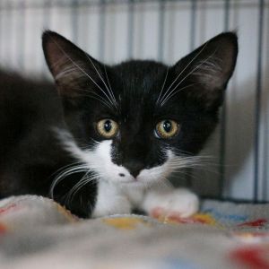 Pleakley, Baby Male Domestic Short Hair